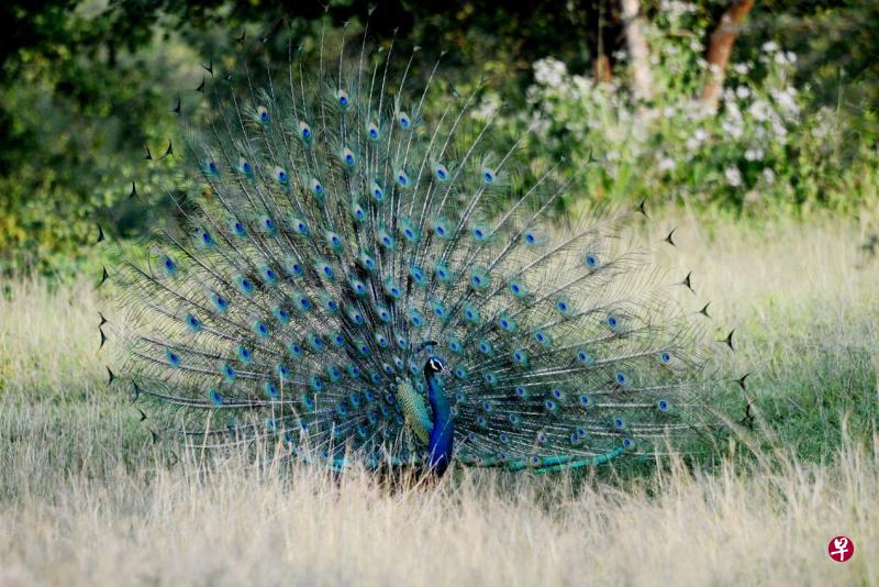 孔雀开屏鲜艳夺目。 孔雀开屏鲜艳夺目。