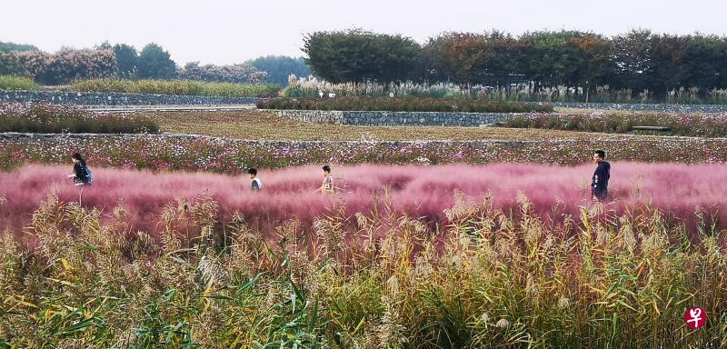 粉黛乱子草是目前最夯的“网红草”,放眼如大片粉红云雾,梦幻浪漫。 粉黛乱子草是目前最夯的“网红草”,放眼如大片粉红云雾,梦幻浪漫。