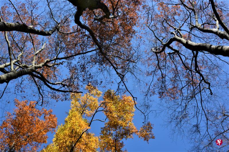 是谁把缤纷泼向蓝天? 是谁把缤纷泼向蓝天?