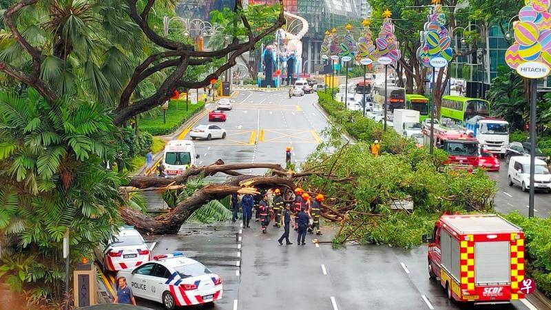 君悦酒店外的一棵雨树在大雨中倒下,挡住四条车道,一度造成交通堵塞。(读者提供) 君悦酒店外的一棵雨树在大雨中倒下,挡住四条车道,一度造成交通堵塞。(读者提供)