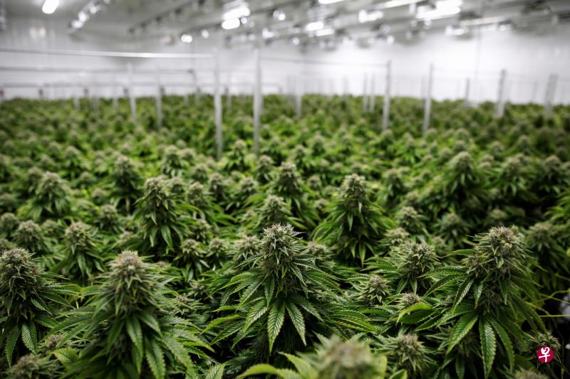 加拿大政府最新数据显示,截至8月底,全国大麻库存接近400吨,可以满足两年半的需求。(路透社) 加拿大政府最新数据显示,截至8月底,全国大麻库存接近400吨,可以满足两年半的需求。(路透社)