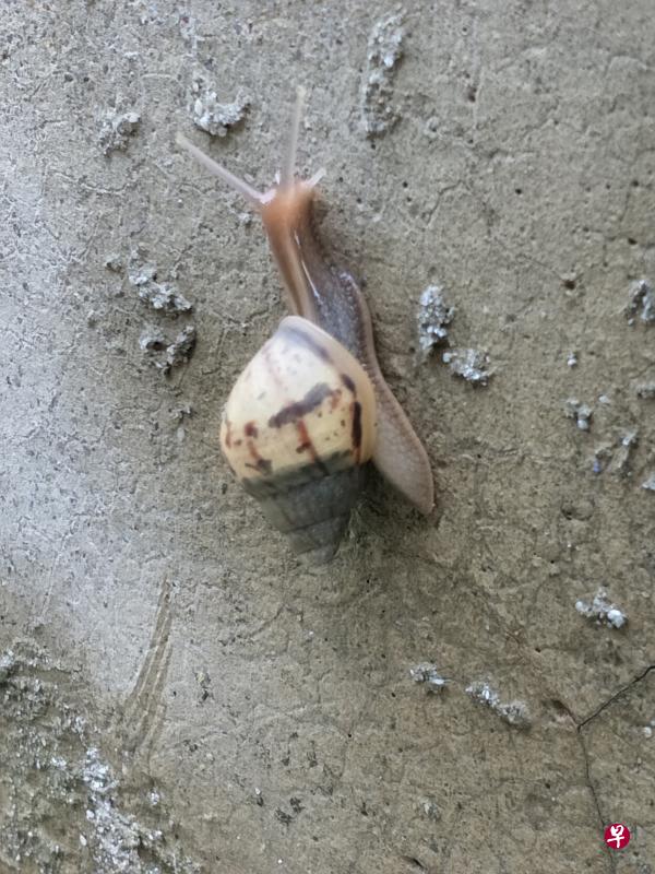 非洲大蜗牛宝宝。 非洲大蜗牛宝宝。