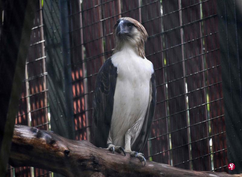 落户裕廊飞禽公园的一对菲律宾老鹰目前因为还在熟悉彼此,所以需要暂时隔离,图为其中一只雌老鹰Sambisig。(法新社) 落户裕廊飞禽公园的一对菲律宾老鹰目前因为还在熟悉彼此,所以需要暂时隔离,图为其中一只雌老鹰Sambisig。(法新社)
