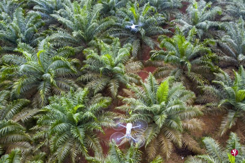 无人机是棕榈油种植园的高效率帮手,除了侦测火点,它也可查看灌溉系统是否漏水,并收集相关数据以确定农作物是否获得足够水分和养分。(彭博社) 无人机是棕榈油种植园的高效率帮手,除了侦测火点,它也可查看灌溉系统是否漏水,并收集相关数据以确定农作物是否获得足够水分和养分。(彭博社)