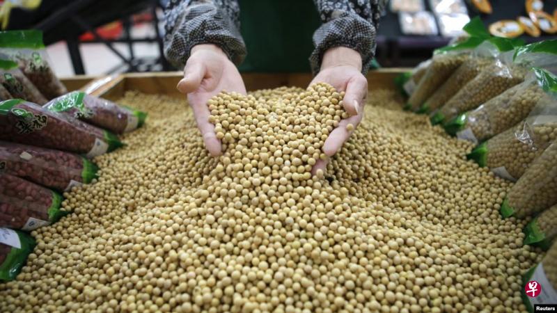 中国昨天购买了至少五艘约30万吨的美国大豆船货。此前,北京对至少100万吨的商品进行关税豁免。(路透社档案照) 中国昨天购买了至少五艘约30万吨的美国大豆船货。此前,北京对至少100万吨的商品进行关税豁免。(路透社档案照)