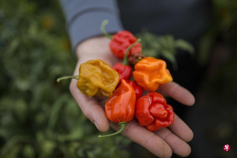 冬天也能在塞尔维亚生长的这些辣椒,就是被称为世界第一辣的“卡罗莱纳死神”。(法新社) 冬天也能在塞尔维亚生长的这些辣椒,就是被称为世界第一辣的“卡罗莱纳死神”。(法新社)