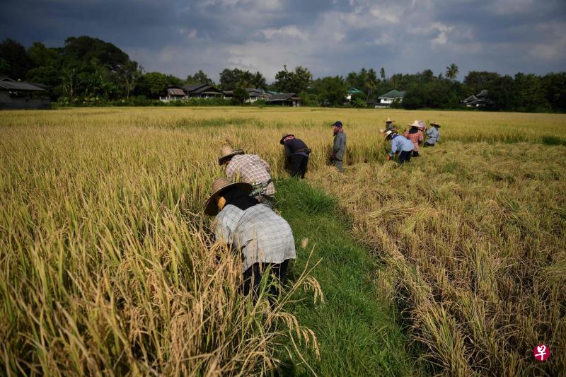 在泰国清迈府湄林县,农民开始摒弃农药,改用对人对土地更好的自然法种稻。(法新社) 在泰国清迈府湄林县,农民开始摒弃农药,改用对人对土地更好的自然法种稻。(法新社)