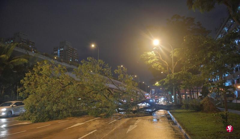 布莱德路昨天晚上7时30分左右发生树倒事件,约10米高的大树占据四条车道中的其中三条,造成严重的交通阻塞,警方随后到场疏导交通。(海峡时报) 布莱德路昨天晚上7时30分左右发生树倒事件,约10米高的大树占据四条车道中的其中三条,造成严重的交通阻塞,警方随后到场疏导交通。(海峡时报)