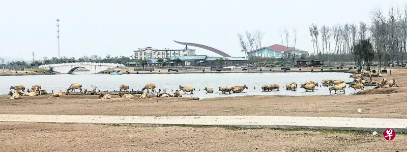 麋鹿自然保护区所在的盐城黄海湿地,今年被列入联合国教科文组织世界自然遗产。 麋鹿自然保护区所在的盐城黄海湿地,今年被列入联合国教科文组织世界自然遗产。