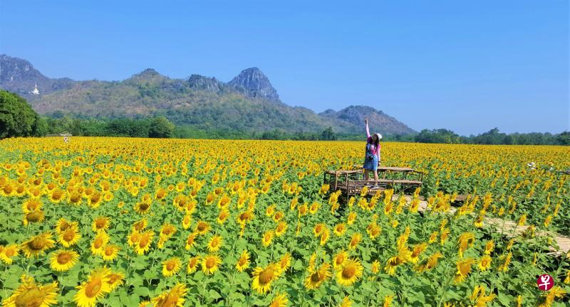 一望无际的葵花海。(莞尔摄) 一望无际的葵花海。(莞尔摄)