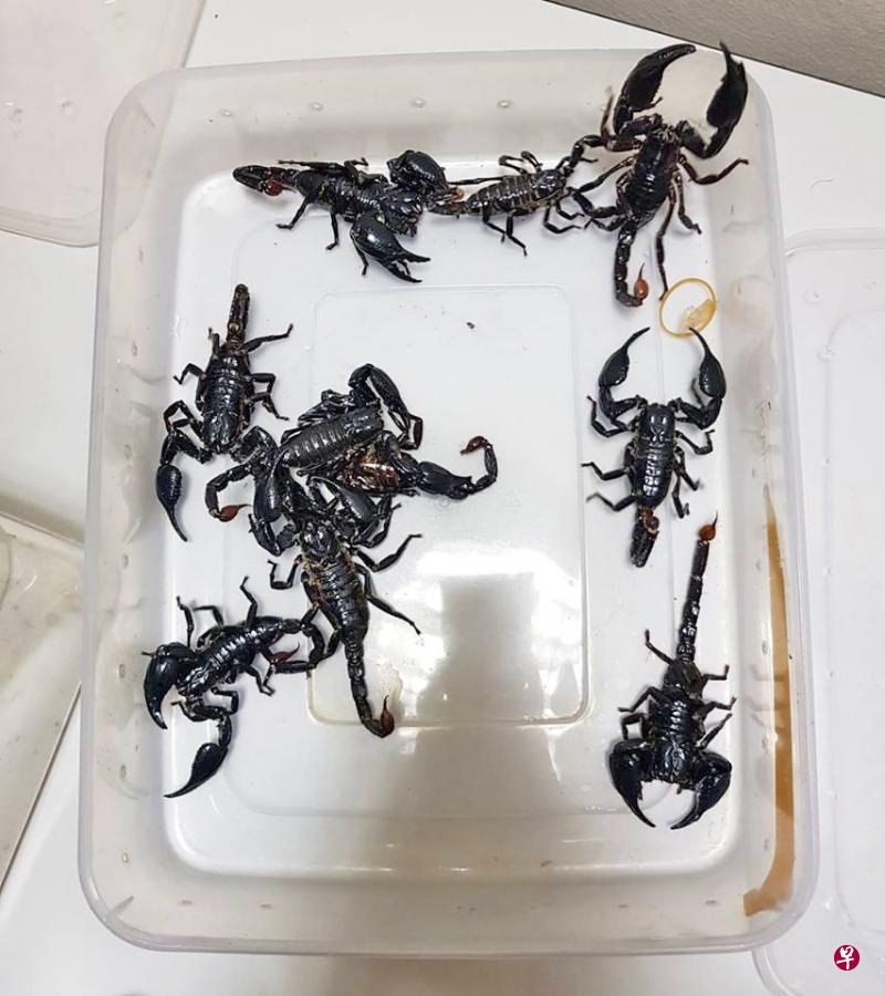 移民与关卡局在今年3月26日于兀兰关卡,发现一个纸巾盒内藏有10只蝎子。(取自移民与关卡局面簿) 移民与关卡局在今年3月26日于兀兰关卡,发现一个纸巾盒内藏有10只蝎子。(取自移民与关卡局面簿)