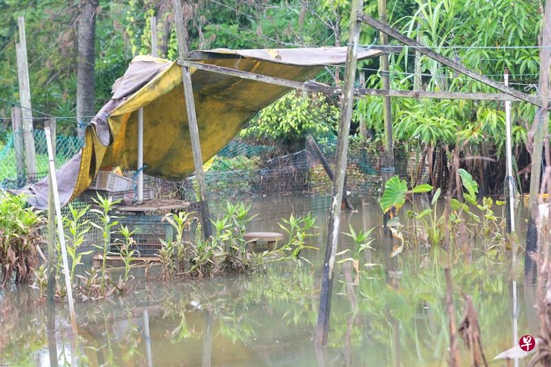 雨天积水甚至过膝,就要淹至胡姬花盆。(徐颖荃摄) 雨天积水甚至过膝,就要淹至胡姬花盆。(徐颖荃摄)