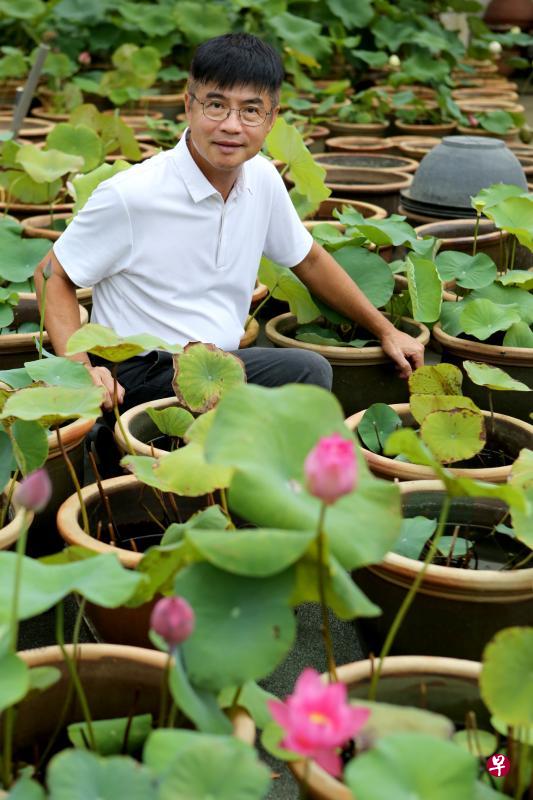 退休教师吴淑虎2008年开始培育荷花新品种,目前100多个品种中高达九成为自育品种。 退休教师吴淑虎2008年开始培育荷花新品种,目前100多个品种中高达九成为自育品种。