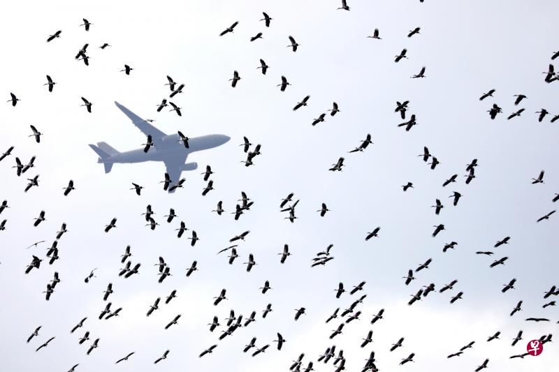 西海岸公园上空今早出现大群钳嘴鹳。(何家俊摄) 西海岸公园上空今早出现大群钳嘴鹳。(何家俊摄)