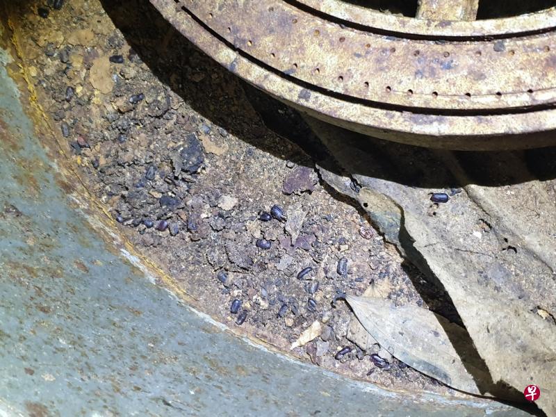 Obayed Holdings Pte Ltd中央厨房卫生条件恶劣。(食品局提供) Obayed Holdings Pte Ltd中央厨房卫生条件恶劣。(食品局提供)