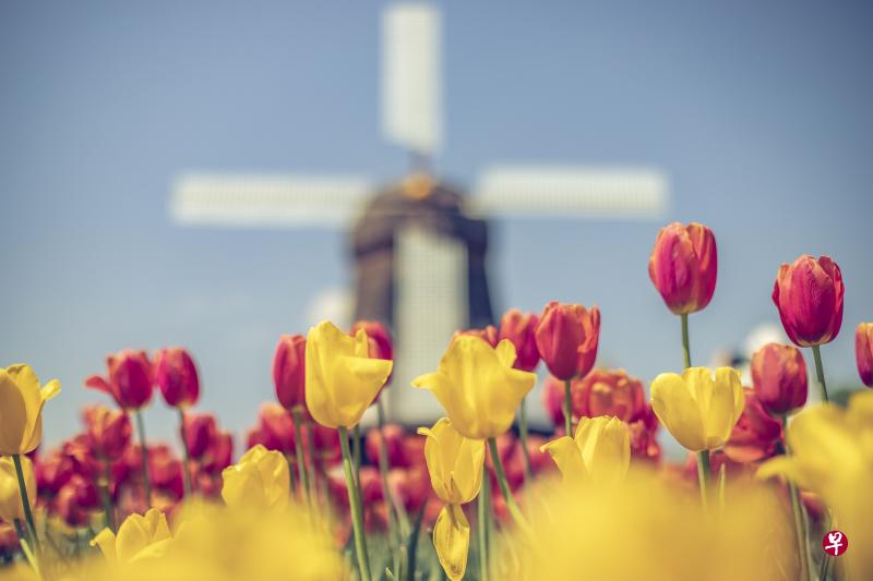 以郁金香和风车闻名世界的西欧国家荷兰明年1月起“正名”,对外名称一律改用正式国名“Netherlands”(尼德兰)。 (取自:Pixabay) 以郁金香和风车闻名世界的西欧国家荷兰明年1月起“正名”,对外名称一律改用正式国名“Netherlands”(尼德兰)。 (取自:Pixabay)