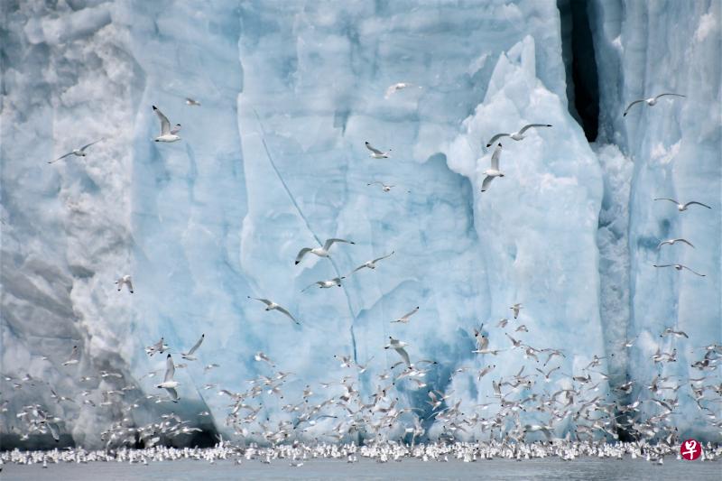 黑腿三趾鸥栖满斯瓦尔巴群岛的冰川峭壁。(李一翔摄) 黑腿三趾鸥栖满斯瓦尔巴群岛的冰川峭壁。(李一翔摄)