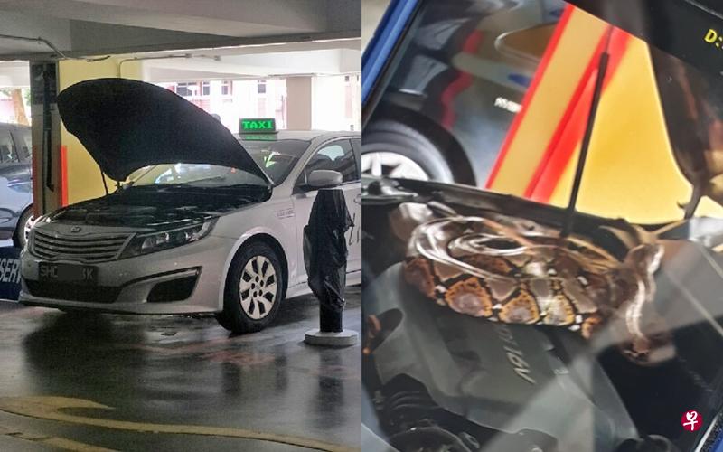 蟒蛇被指躲在德士引擎内。(受访者提供) 蟒蛇被指躲在德士引擎内。(受访者提供)