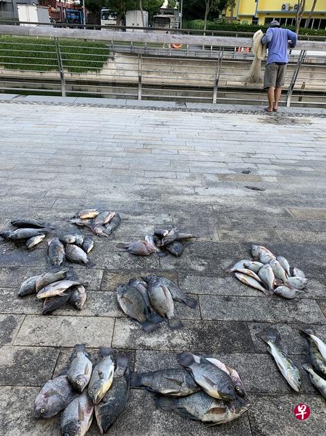 捕捞到鱼后,就直接摆地摊卖了。(作者摄) 捕捞到鱼后,就直接摆地摊卖了。(作者摄)