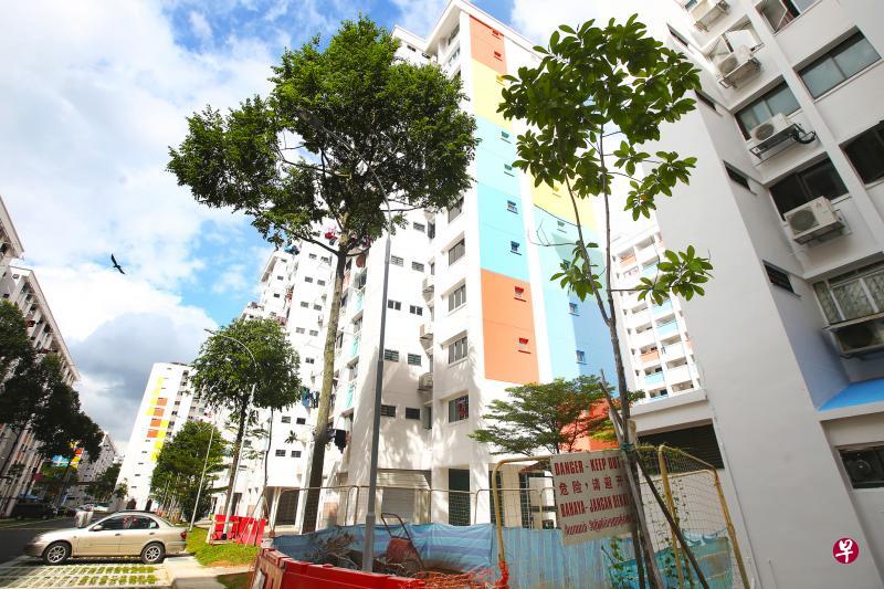 义顺71街的几座组屋每天傍晚就会出现大批爪哇八哥回巢,造成大量噪音,但在替换树木后,情况已有所改善。(梁伟康摄) 义顺71街的几座组屋每天傍晚就会出现大批爪哇八哥回巢,造成大量噪音,但在替换树木后,情况已有所改善。(梁伟康摄)