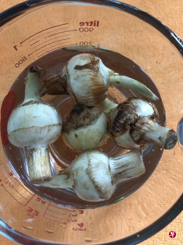 慈茹球茎浸在水中（左），几天后白芽须便会冒出逐渐粗厚翠绿的茎。