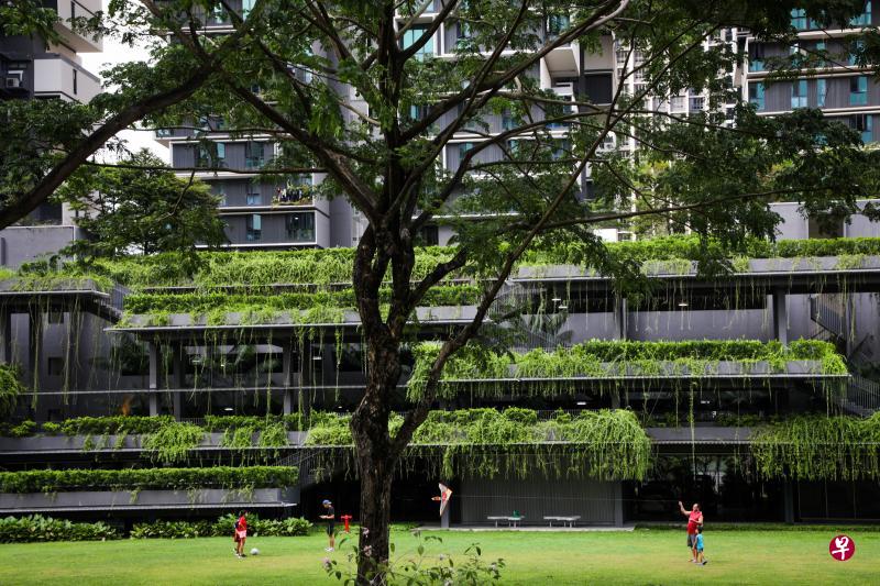 为了让居民一踏出家门就仿佛置身公园,建屋发展局不仅将在杜生市镇内栽种超过4300棵树,赏心悦目的垂直绿化景观也随处可见。(林泽锐摄) 为了让居民一踏出家门就仿佛置身公园,建屋发展局不仅将在杜生市镇内栽种超过4300棵树,赏心悦目的垂直绿化景观也随处可见。(林泽锐摄)