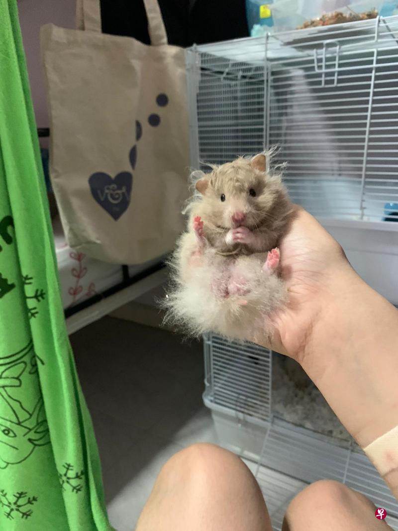 七只仓鼠被放置走廊两天,被人连同笼子偷走。(受访者提供) 七只仓鼠被放置走廊两天,被人连同笼子偷走。(受访者提供)