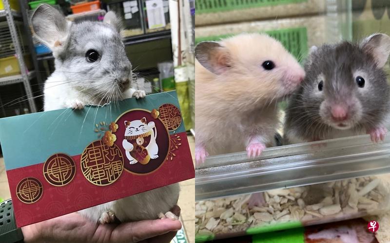 唐俊荣趁鼠年将至,特地训练聪明的龙猫(左)站立拿红包拜年。宠物店店主黄明利说,目前未有顾客因鼠年而特意来买仓鼠。右图为两只叙利亚仓鼠。(受访者提供) 唐俊荣趁鼠年将至,特地训练聪明的龙猫(左)站立拿红包拜年。宠物店店主黄明利说,目前未有顾客因鼠年而特意来买仓鼠。右图为两只叙利亚仓鼠。(受访者提供)