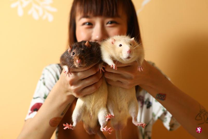 30岁的谭裕玲是不折不扣的“老鼠达人”, 家中饲养着四只花枝鼠和12只蒙古沙鼠。有六年饲养经验的她说,之前养的第一只花枝鼠是无意间在住家附近捡到的。她后来发现宠物鼠其实很聪明、爱干净,而且不难训练,因此深深爱上它们。图中的黑色连帽鼠名叫“小八”,米色连帽鼠则名为“大T”。(何家俊摄) 30岁的谭裕玲是不折不扣的“老鼠达人”, 家中饲养着四只花枝鼠和12只蒙古沙鼠。有六年饲养经验的她说,之前养的第一只花枝鼠是无意间在住家附近捡到的。她后来发现宠物鼠其实很聪明、爱干净,而且不难训练,因此深深爱上它们。图中的黑色连帽鼠名叫“小八”,米色连帽鼠则名为“大T”。(何家俊摄)