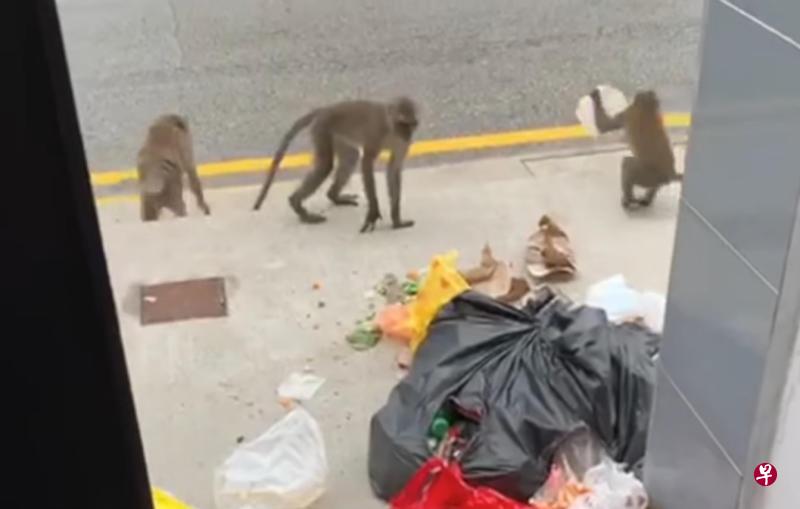 野猴被拍到在组屋楼下的垃圾桶翻找食物。(截取自ACRES视频) 野猴被拍到在组屋楼下的垃圾桶翻找食物。(截取自ACRES视频)