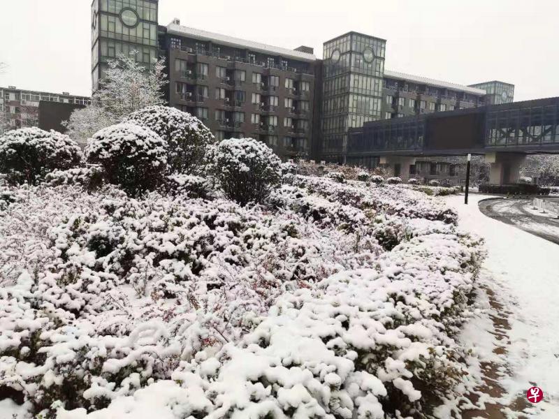 燕园初雪(作者提供) 燕园初雪(作者提供)
