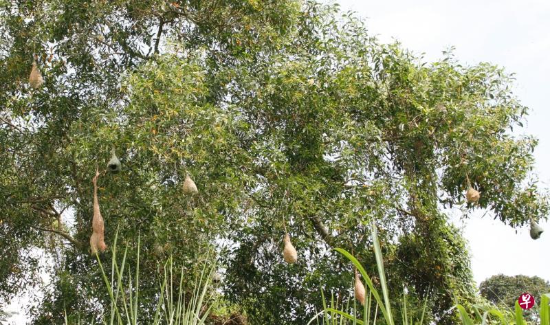 同一棵树吊着十多个织布鸟的窝。 同一棵树吊着十多个织布鸟的窝。