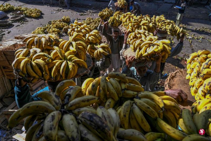中国是菲律宾香蕉第二大出口国。(法新社) 中国是菲律宾香蕉第二大出口国。(法新社)