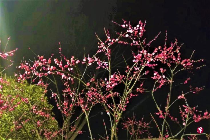 春夜里梅花盛开。(作者提供) 春夜里梅花盛开。(作者提供)