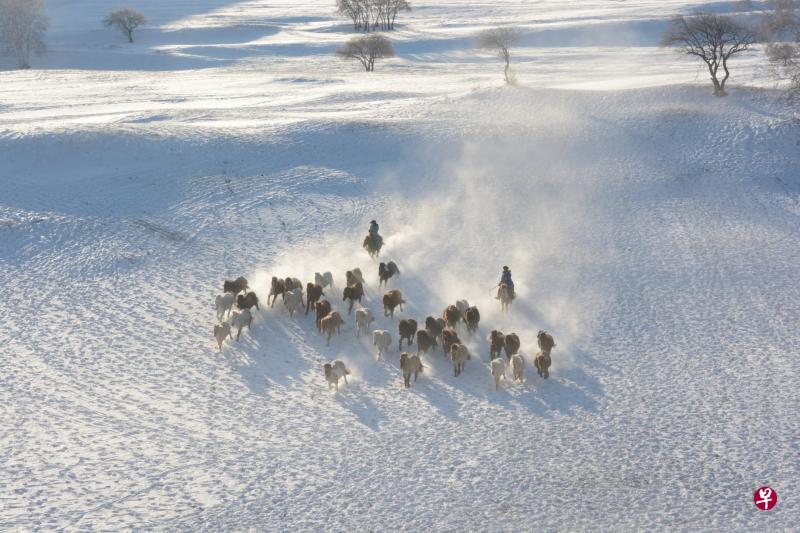 蒙古族骑士策马扬鞭,马群在雪地上驰骋。 蒙古族骑士策马扬鞭,马群在雪地上驰骋。