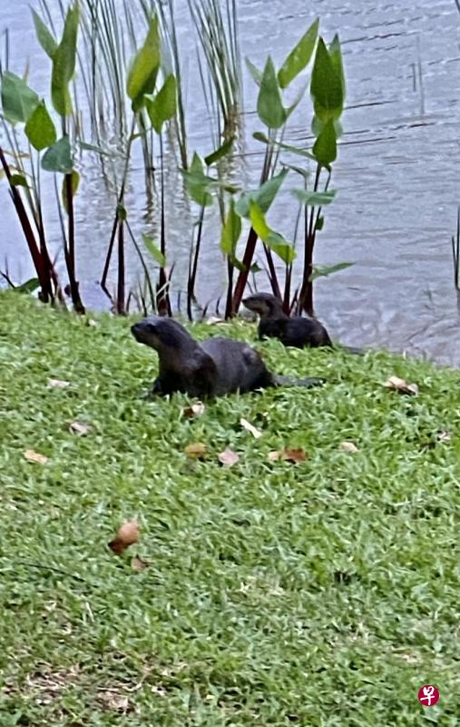 榜鹅公园水獭一家登陆。 榜鹅公园水獭一家登陆。