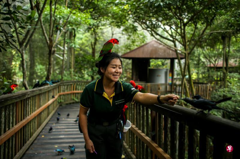 裕廊飞禽公园初级动物饲养员黄丽萦从零开始,逐步学习如何饲养禽鸟,如今已能和这些色彩鲜艳的吸蜜鹦鹉亲密互动。(叶振忠摄) 裕廊飞禽公园初级动物饲养员黄丽萦从零开始,逐步学习如何饲养禽鸟,如今已能和这些色彩鲜艳的吸蜜鹦鹉亲密互动。(叶振忠摄)
