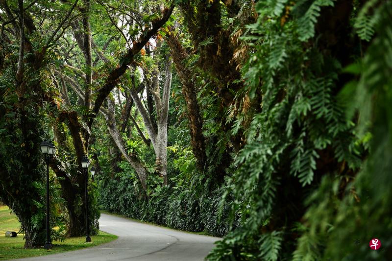 国家公园局将推出“百万树木运动”,目标是在未来10年种下多100万棵树,地点包括街道、花园、公园与公园连道、自然保护区与自然公园。(档案照片) 国家公园局将推出“百万树木运动”,目标是在未来10年种下多100万棵树,地点包括街道、花园、公园与公园连道、自然保护区与自然公园。(档案照片)