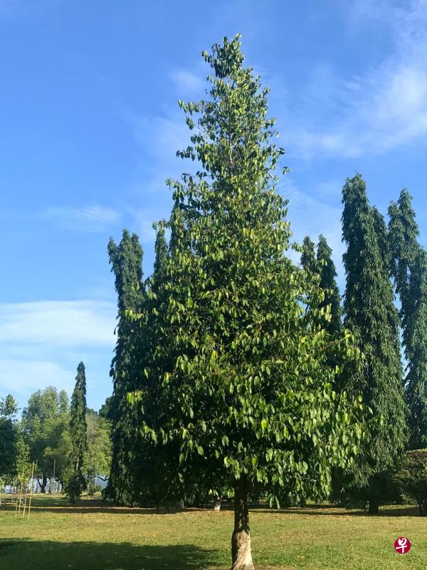 本地难得一见的倪藤树。 本地难得一见的倪藤树。
