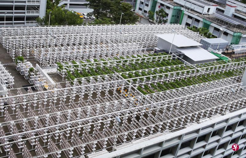 位于宏茂桥第700座多层停车场的Citiponics,是本地目前唯一一家设在组屋停车场顶层的商业农场。(萧紫薇摄) 位于宏茂桥第700座多层停车场的Citiponics,是本地目前唯一一家设在组屋停车场顶层的商业农场。(萧紫薇摄)