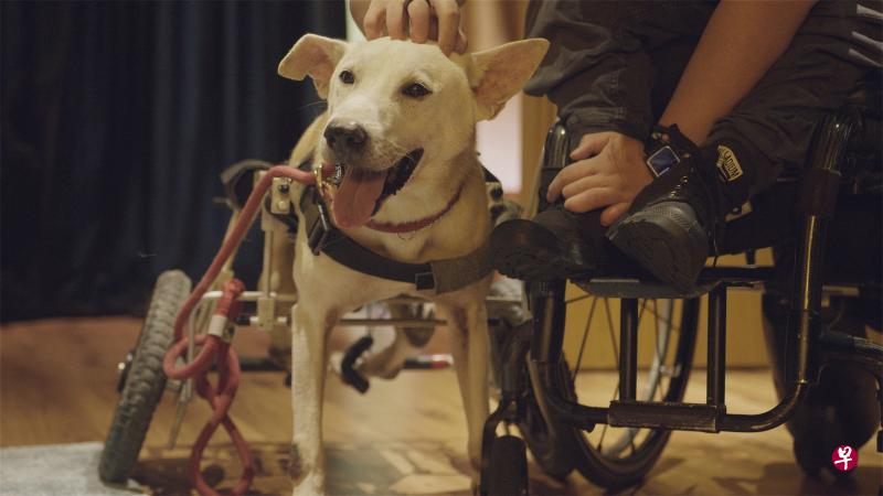 目前9岁的Treasure,两岁时被卡车撞伤,肇事司机逃跑。它的脊柱被撞断,后腿也瘫痪。过去7年来,在ASD收容所的照顾下,它一直保持着愉悦与友善的心境。 目前9岁的Treasure,两岁时被卡车撞伤,肇事司机逃跑。它的脊柱被撞断,后腿也瘫痪。过去7年来,在ASD收容所的照顾下,它一直保持着愉悦与友善的心境。