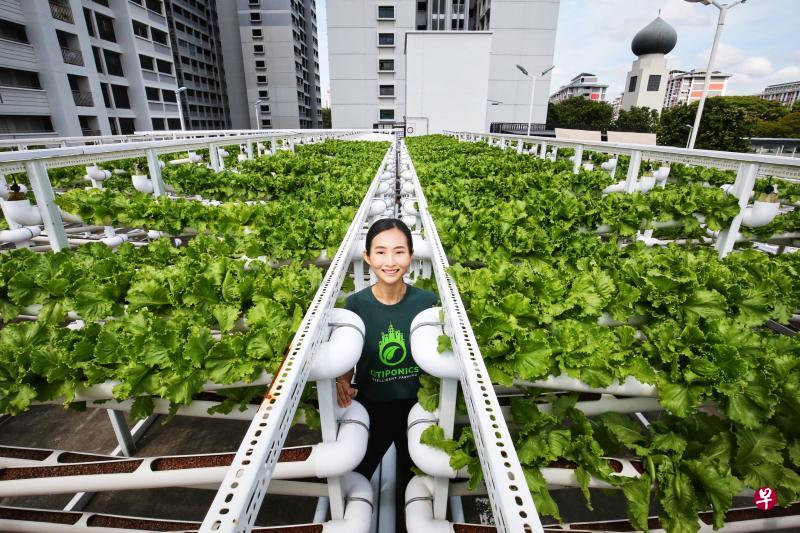 城市农场Citiponics联合创办人曾馨韵透露,他们有兴趣竞标食品局释出的新停车场农耕地点,目标是在接下来两三年内在多四五个组屋停车场设立农场。(萧紫薇摄) 城市农场Citiponics联合创办人曾馨韵透露,他们有兴趣竞标食品局释出的新停车场农耕地点,目标是在接下来两三年内在多四五个组屋停车场设立农场。(萧紫薇摄)