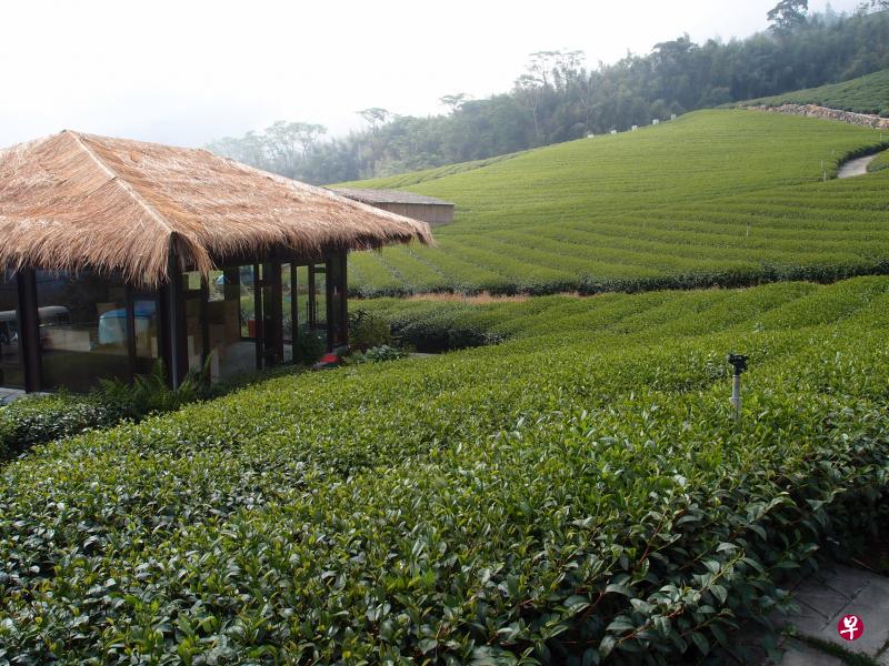 泡茶亭位于茶园中,游客可以坐在茶亭里一边品茶,一边享受茶山景观。 泡茶亭位于茶园中,游客可以坐在茶亭里一边品茶,一边享受茶山景观。