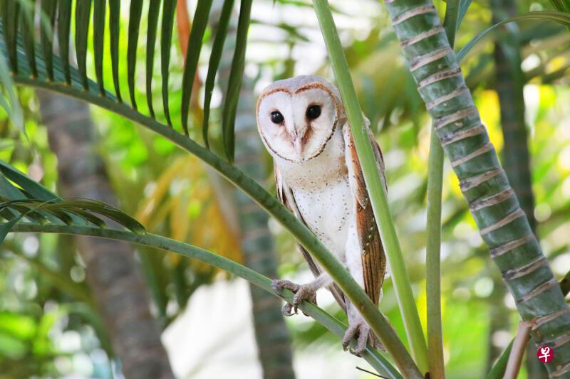 谷仓猫头鹰。 谷仓猫头鹰。
