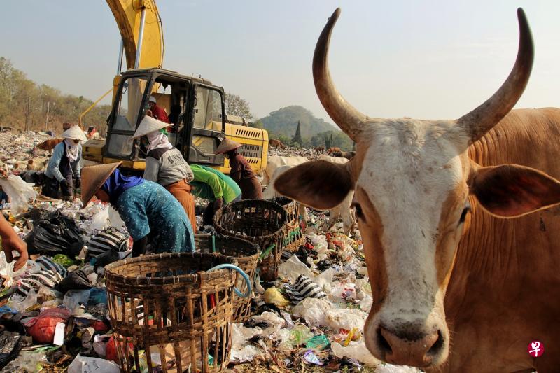 聚焦废物/Dita Suci Putri Rahmawati(印度尼西亚)/主题:环境/我在邻近社区拍到这张照片,觉得情况急需受到关注。位于日惹特区城市班图尔(Bantul)的TPST Piyungan,每天都有人去那里捡垃圾来维持生计,长时间工作将威胁到他们的健康。那里的牛只也因没有其他粮食选择,只好吃垃圾求存。 聚焦废物/Dita Suci Putri Rahmawati(印度尼西亚)/主题:环境/我在邻近社区拍到这张照片,觉得情况急需受到关注。位于日惹特区城市班图尔(Bantul)的TPST Piyungan,每天都有人去那里捡垃圾来维持生计,长时间工作将威胁到他们的健康。那里的牛只也因没有其他粮食选择,只好吃垃圾求存。