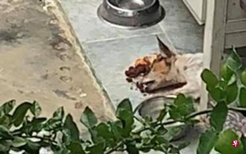 女子拍到一只狗躺在一间排屋后院的地上一动不动地狂吠着,义工指男屋主过后将狗送去接受安乐死。(受访者提供) 女子拍到一只狗躺在一间排屋后院的地上一动不动地狂吠着,义工指男屋主过后将狗送去接受安乐死。(受访者提供)
