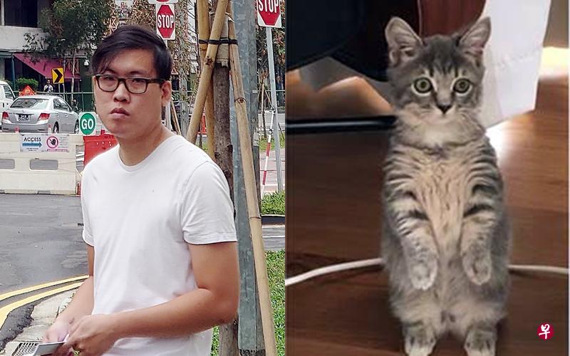 被告林杰强昨日因无执照售卖猫咪,被判罚款3000元。右图为被告售卖的美国矮种猫,但他却声称自己只是放上网找人来领养。(海峡时报/国家公园局提供) 被告林杰强昨日因无执照售卖猫咪,被判罚款3000元。右图为被告售卖的美国矮种猫,但他却声称自己只是放上网找人来领养。(海峡时报/国家公园局提供)