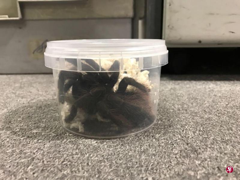 当局在包裹中找到的23只活狼蛛都装在塑料盒内。(国家公园局提供) 当局在包裹中找到的23只活狼蛛都装在塑料盒内。(国家公园局提供)