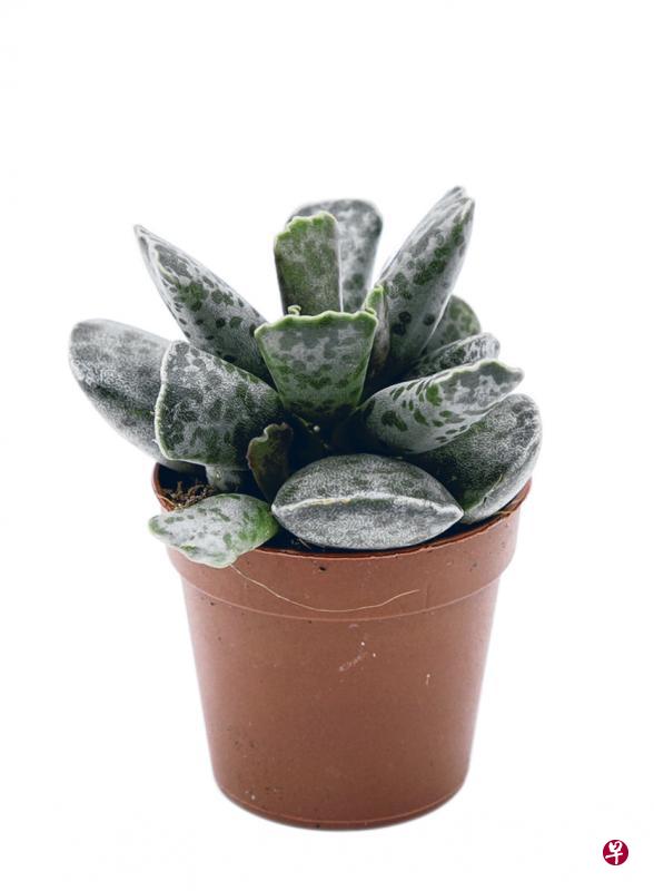 天锦章