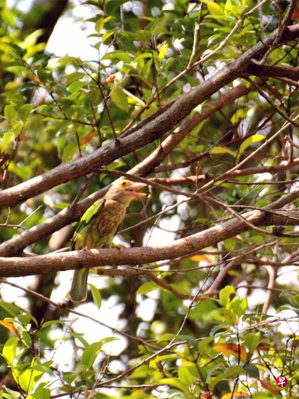亲鸟外出觅食回洞前,必先停在邻近高树枝叶间,确保安全才俯冲入鸟巢喂儿。(陈福志摄) 亲鸟外出觅食回洞前,必先停在邻近高树枝叶间,确保安全才俯冲入鸟巢喂儿。(陈福志摄)